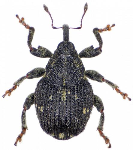 Mogulones angulicollis
